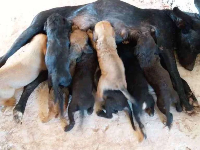 Cachorro ra a Viralatas idade Abaixo de 2 meses nome Não tem nome