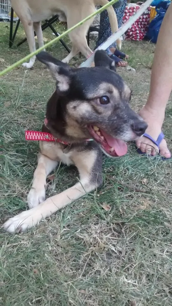 Cachorro ra a SRD idade  nome Edy