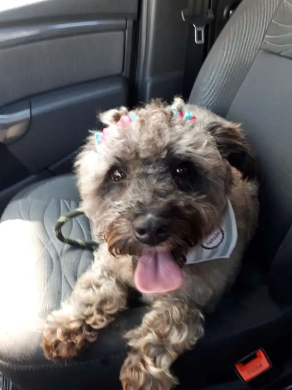 Cachorro ra a Poodle idade 1 ano nome Belinha