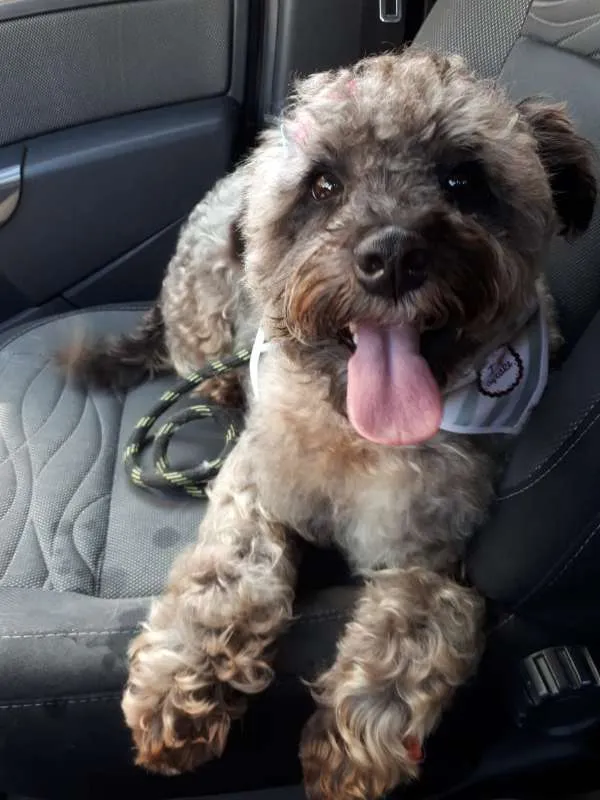 Cachorro ra a Poodle idade 1 ano nome Belinha