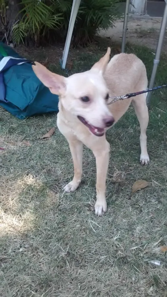 Cachorro ra a SRD idade 2 anos nome Roger