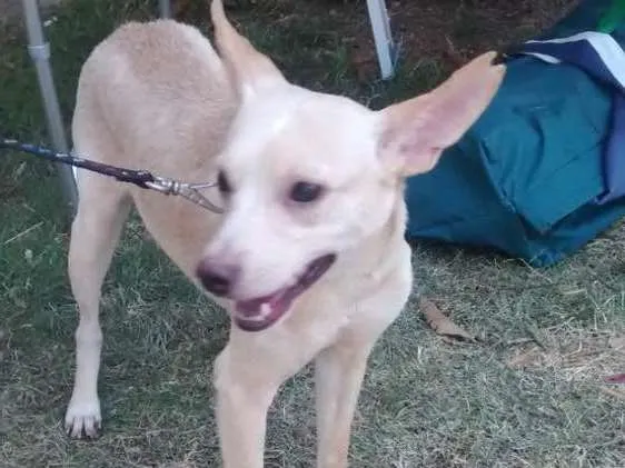 Cachorro ra a SRD idade 2 anos nome Roger