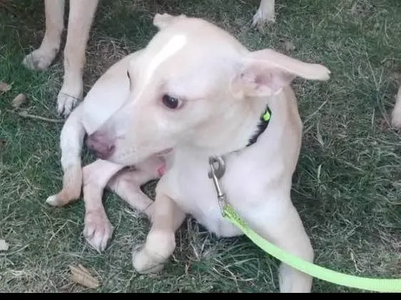 Cachorro ra a SRD idade 2 anos nome João 