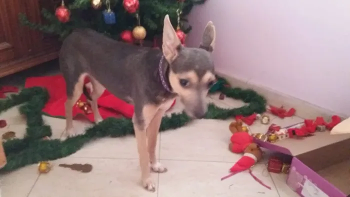 Cachorro ra a SRD idade 2 anos nome Rose