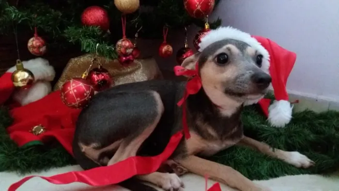 Cachorro ra a SRD idade 2 anos nome Rose