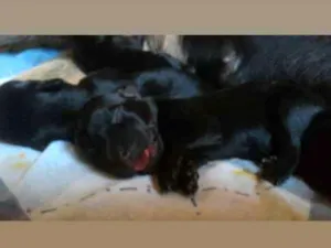 Cachorro raça SRD idade 2 a 6 meses nome Não coloquei 