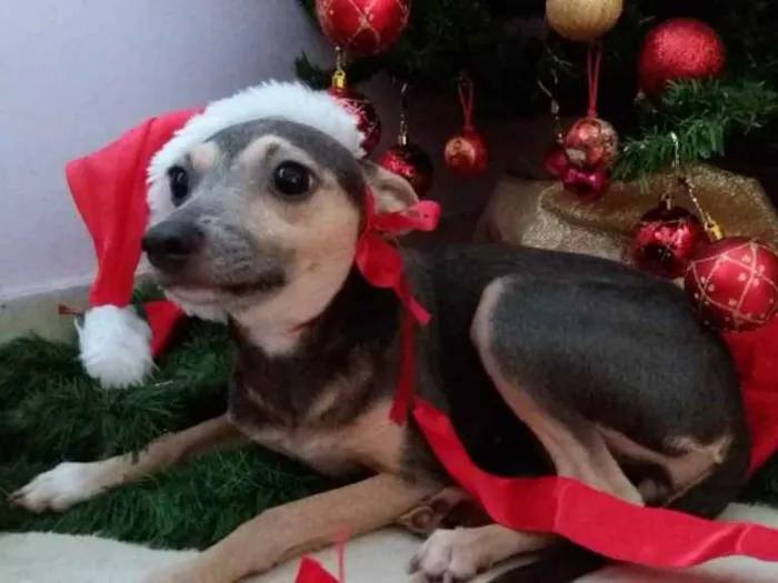 Cachorro ra a SRD idade 2 anos nome Rose