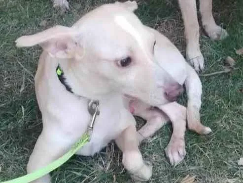 Cachorro ra a SRD idade 2 anos nome João 