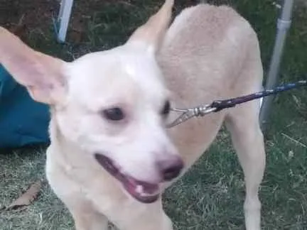 Cachorro ra a SRD idade 2 anos nome Roger