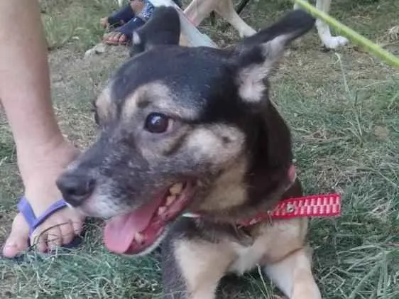 Cachorro ra a SRD idade  nome Edy