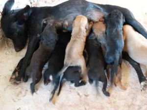 Cachorro raça Viralatas idade Abaixo de 2 meses nome Não tem nome