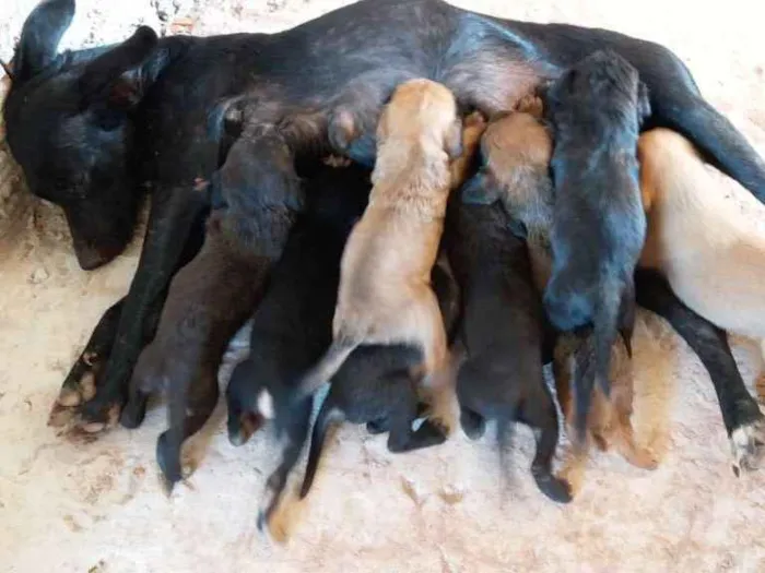 Cachorro ra a Viralatas idade Abaixo de 2 meses nome Não tem nome