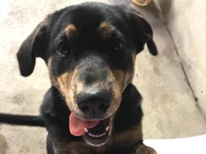 Cachorro raça  idade 7 a 11 meses nome Moanna 