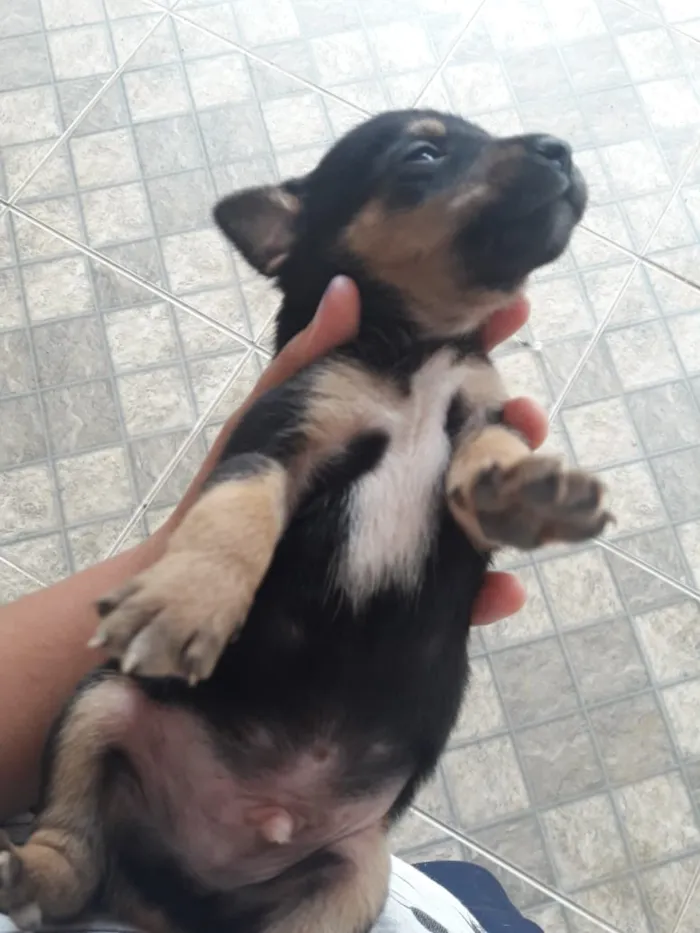 Cachorro ra a Vira-Lata idade Abaixo de 2 meses nome Não tem