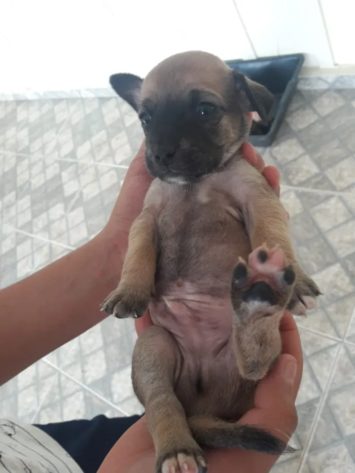Cachorro ra a Vira-Lata idade Abaixo de 2 meses nome Não tem