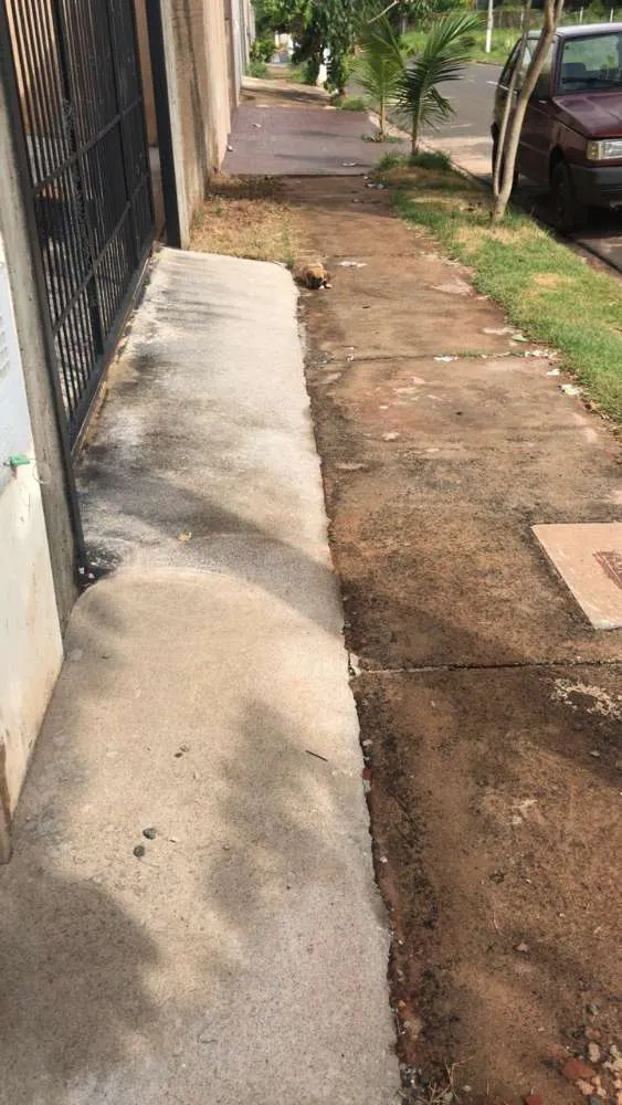 Cachorro ra a Vira lata idade Abaixo de 2 meses nome Não tem