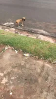 Não tem