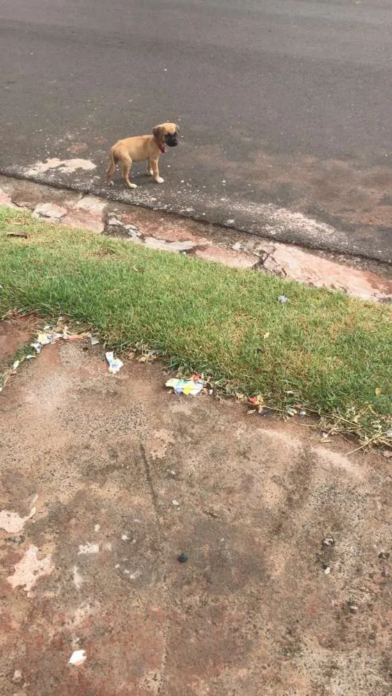 Cachorro ra a Vira lata idade Abaixo de 2 meses nome Não tem