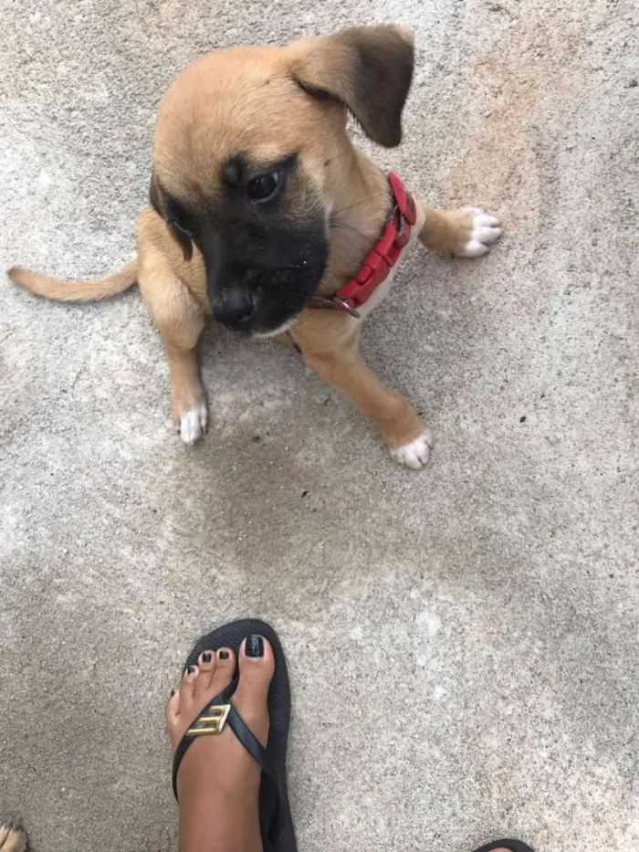 Cachorro ra a Vira lata idade Abaixo de 2 meses nome Não tem