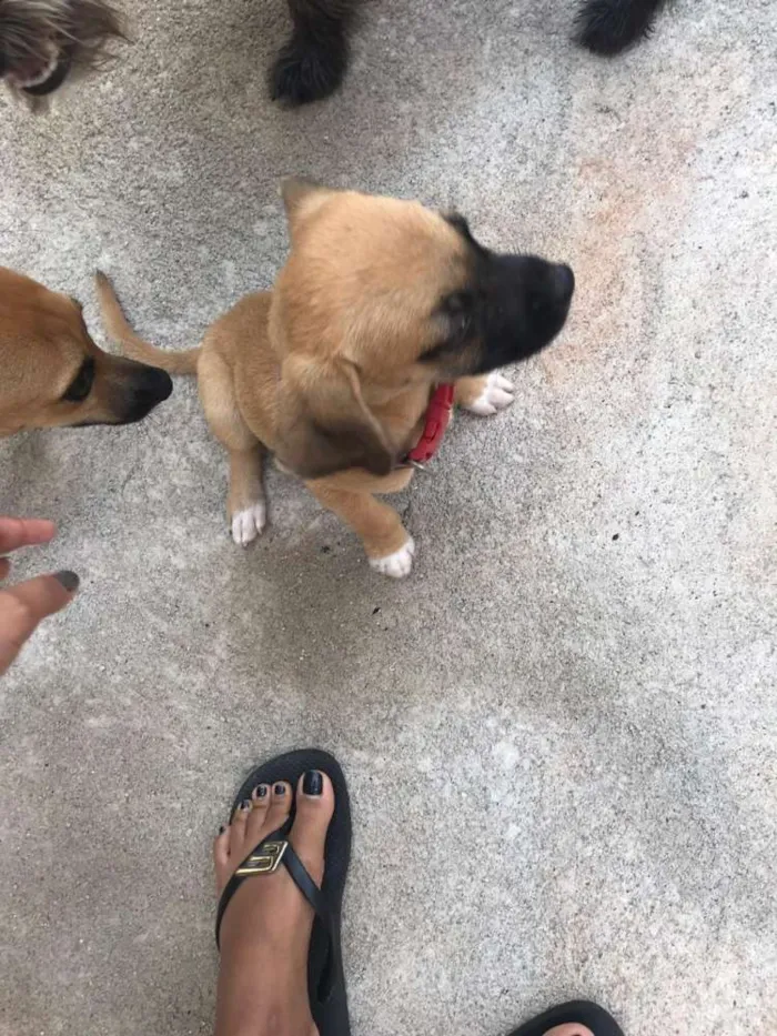 Cachorro ra a Vira lata idade Abaixo de 2 meses nome Não tem