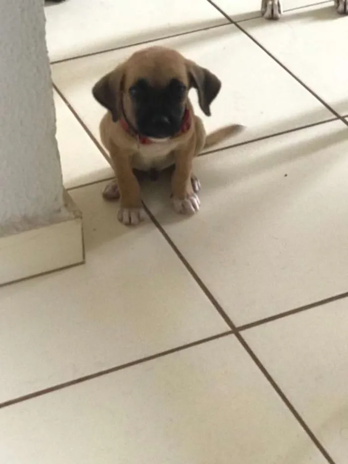Cachorro ra a Vira lata idade Abaixo de 2 meses nome Não tem