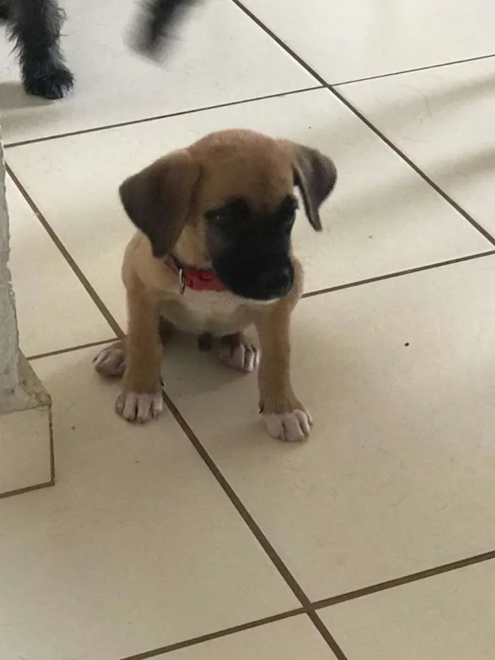 Cachorro ra a Vira lata idade Abaixo de 2 meses nome Não tem