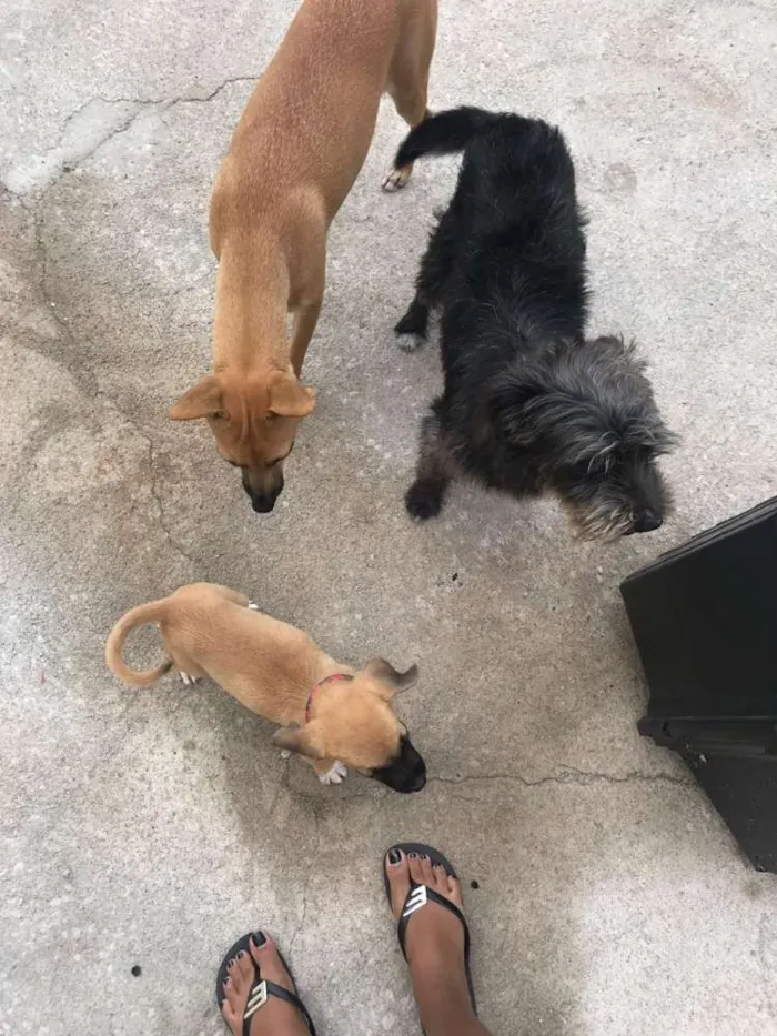 Cachorro ra a Vira lata idade Abaixo de 2 meses nome Não tem