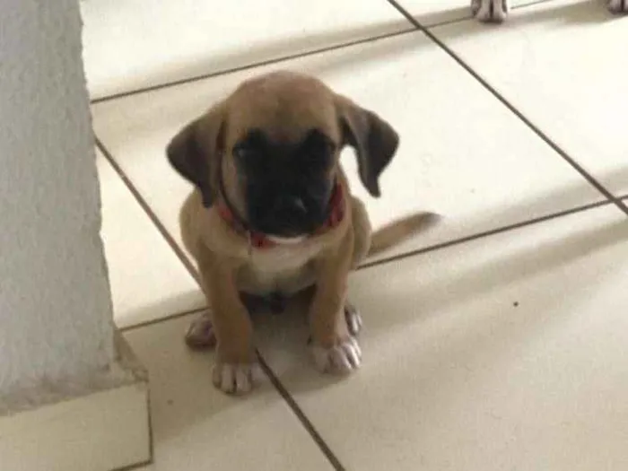 Cachorro ra a Vira lata idade Abaixo de 2 meses nome Não tem