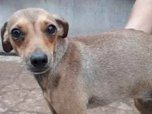 Cachorro raça  idade  nome Menina