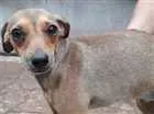 Cachorro raça  idade  nome Menina