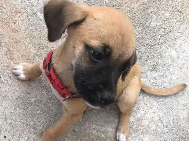 Cachorro ra a Vira lata idade Abaixo de 2 meses nome Não tem