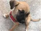 Cachorro raça Vira lata idade Abaixo de 2 meses nome Não tem
