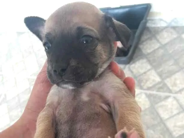 Cachorro ra a Vira-Lata idade Abaixo de 2 meses nome Não tem