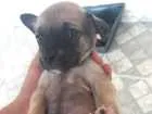 Cachorro raça Vira-Lata idade Abaixo de 2 meses nome Não tem