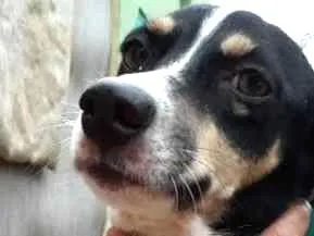 Cachorro raça  idade  nome GIRL