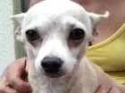 Cachorro raça Chihuahua idade  nome Chihuahua