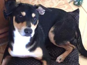 Cachorro raça Sem raça definida  idade 7 a 11 meses nome Sansão