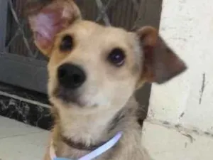 Cachorro raça Mestiço idade 1 ano nome Mutley