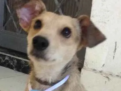 Cachorro ra a Mestiço idade 1 ano nome Mutley