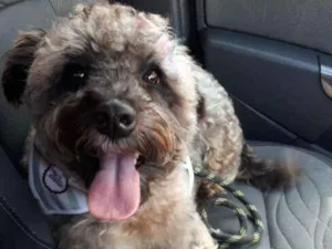 Cachorro raça Poodle idade 1 ano nome Belinha