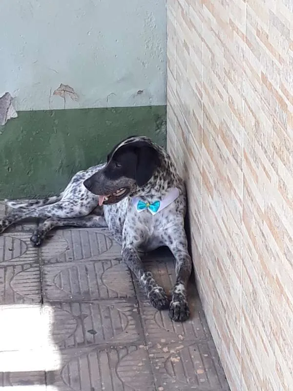 Cachorro raça TUDO INDICA SER PERDIGUEIRO idade 2 anos nome PINTADINHO