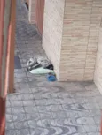 PINTADINHO