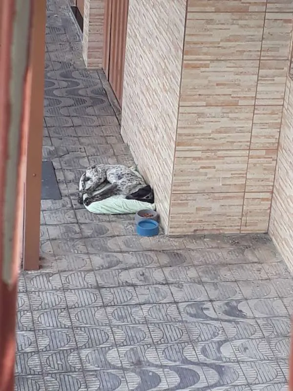 Cachorro raça TUDO INDICA SER PERDIGUEIRO idade 2 anos nome PINTADINHO