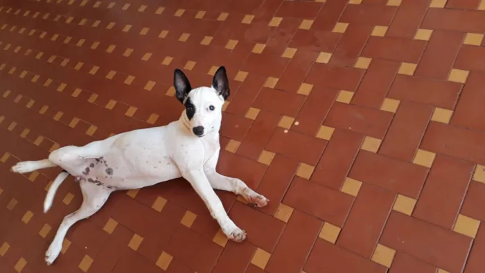 Cachorro ra a SRD idade 2 a 6 meses nome Frida