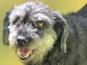 Cachorro raça  idade 5 anos nome Zafira
