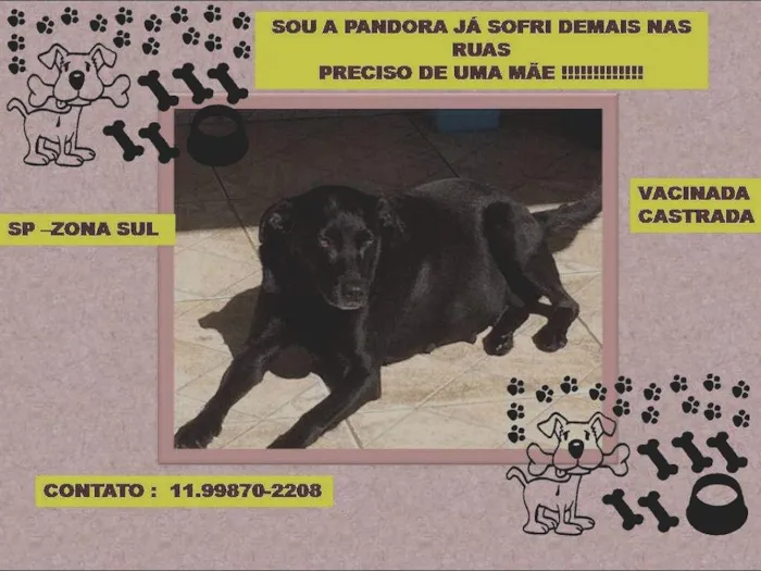 Cachorro raça SRD idade 2 anos nome Pandora