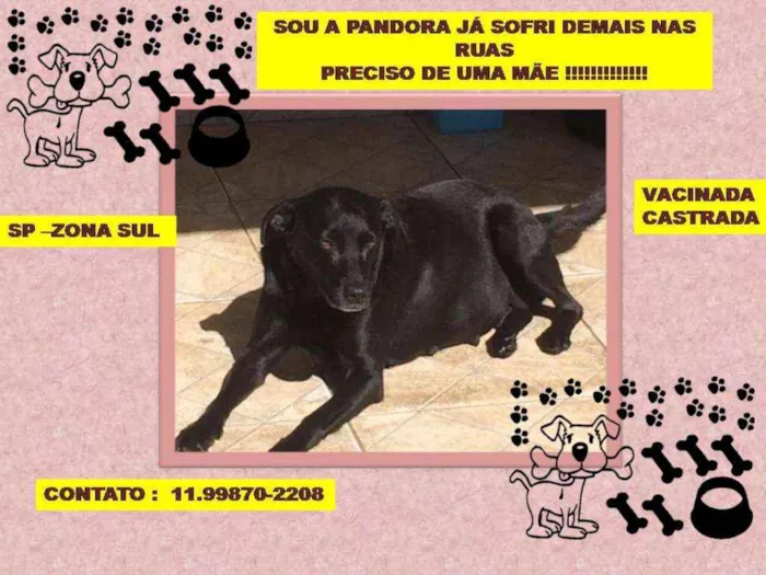 Cachorro raça SRD idade 2 anos nome Pandora