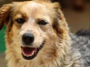 Cachorro raça  idade 5 anos nome JESSIE