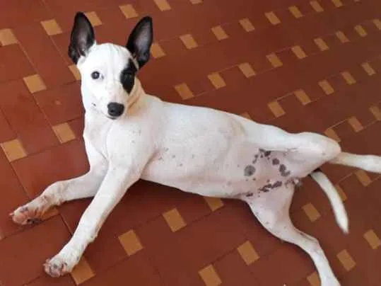 Cachorro ra a SRD idade 2 a 6 meses nome Frida