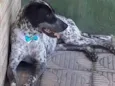 PINTADINHO